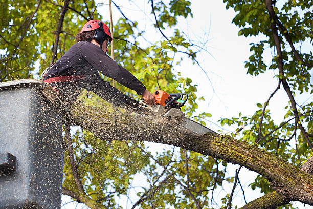 Best Tree Trimming and Pruning  in USA